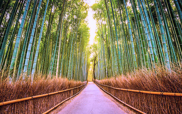 Arashiyama Bamboo Forest